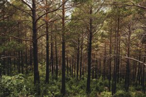 Més informació sobre l'article 5 activitats en família per a la primavera al Solsonès